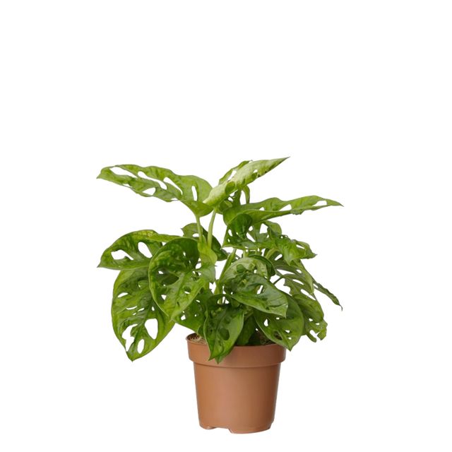 Monstera 'Monkey Mask'