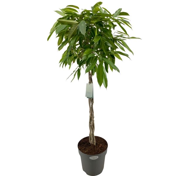Ficus Amstel King Flettet Stamme