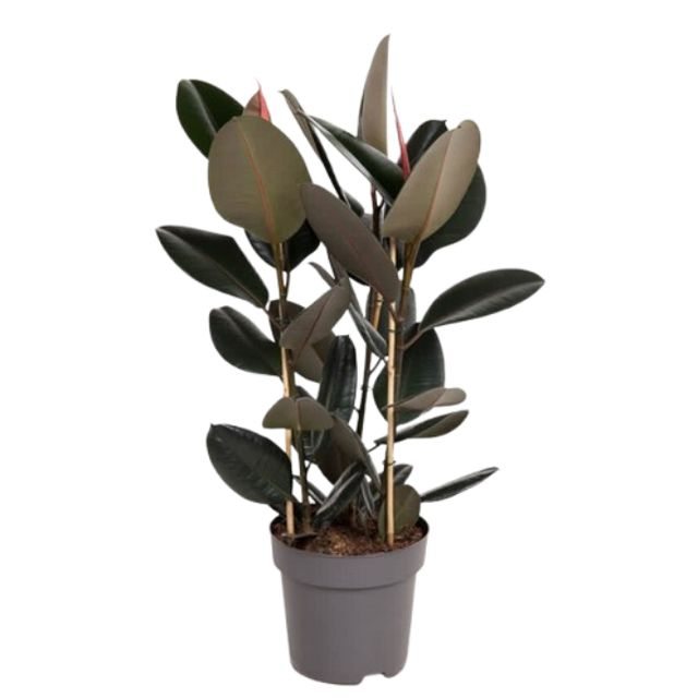 Ficus Elastica Abidjan 3 Pp.