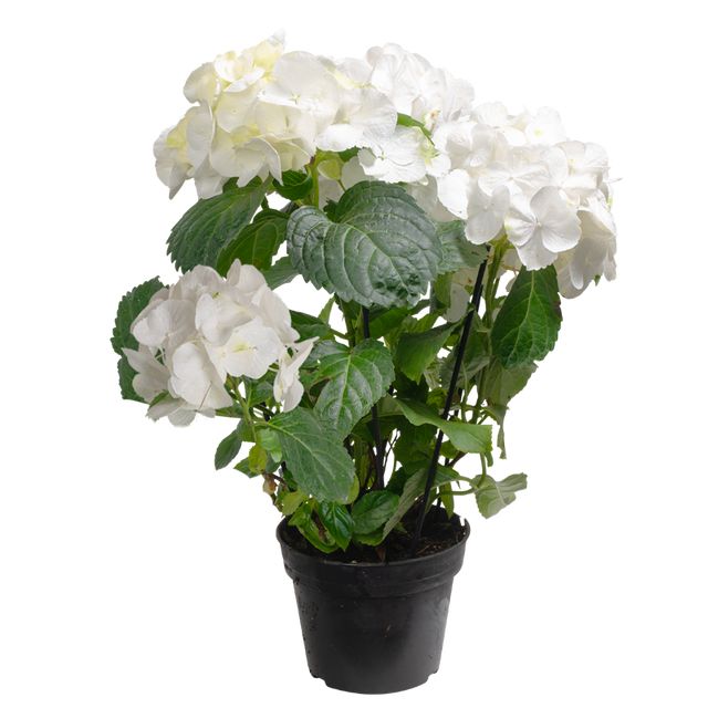 KI - Hydrangea