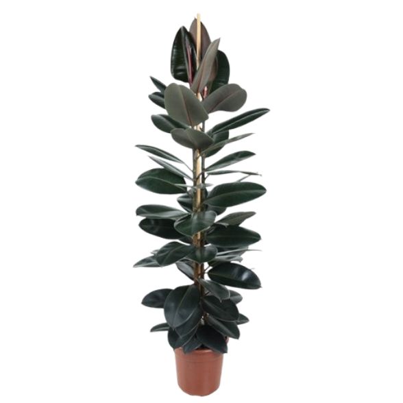 Ficus Elastica Abidjan 3 Pp.
