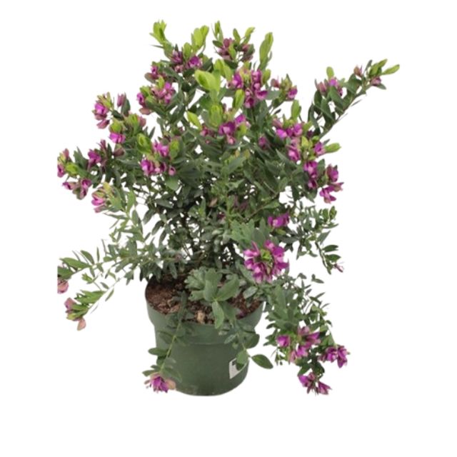Polygala Myrtifolia Ø24 H60