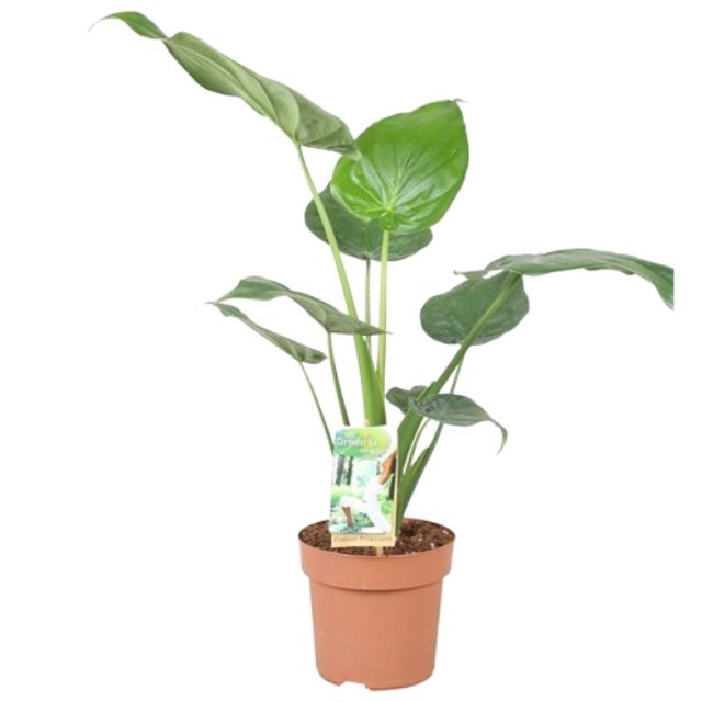 Alocasia Cucullata