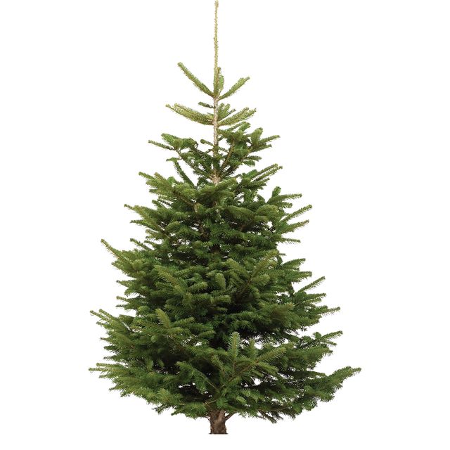 Juletræ Nordmannsgran ekskl. fod