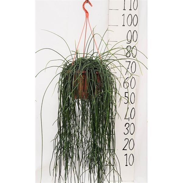 Rhipsalis Floccosa Ampel Ø14