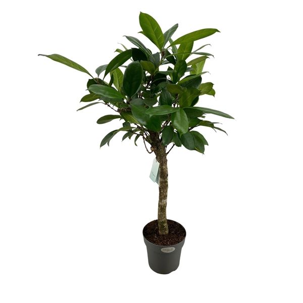 Ficus Cyathistipula Opst.