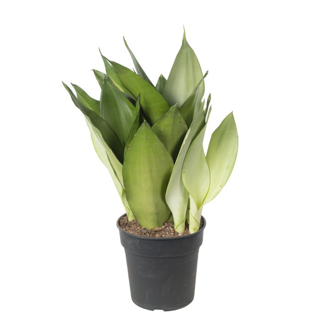 Sansevieria Moonshine