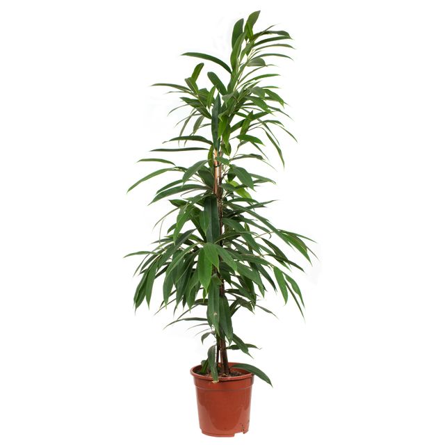 Ficus Amstel King