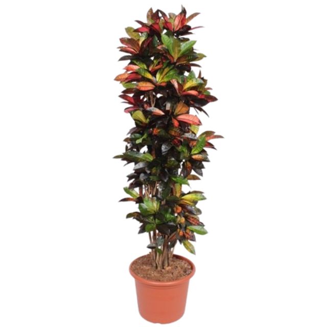 Codiaeum Var. Iceton Ø30 H170 