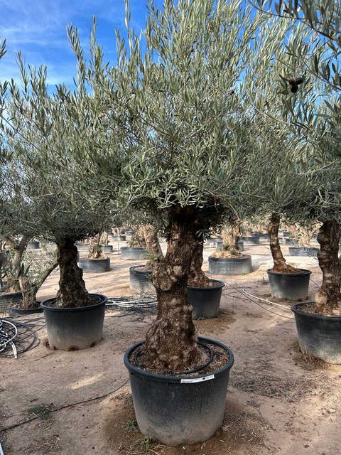 Olea Europaea Bonsai