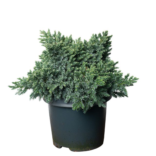 Juniperus Blue star