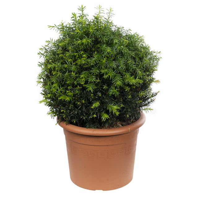 Taxus Baccata Kugle