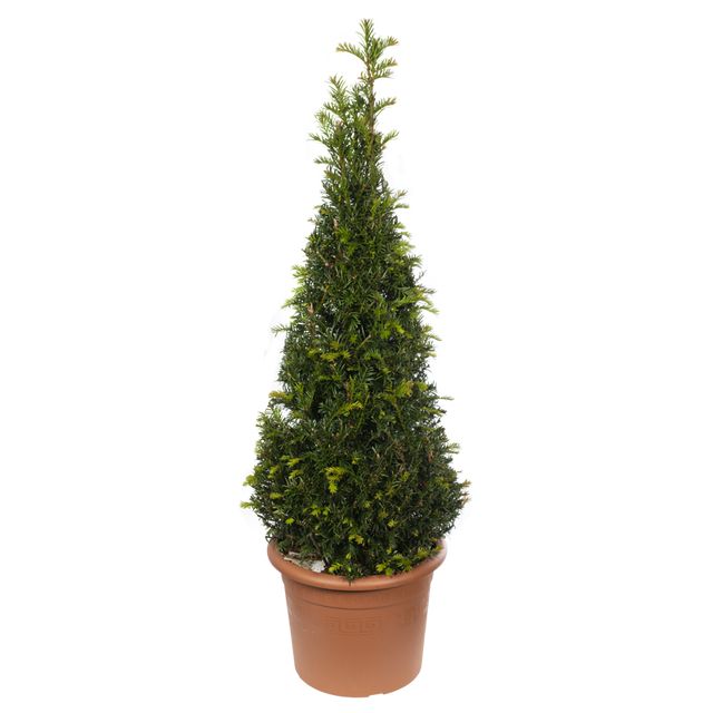Taxus Baccata Pyramide