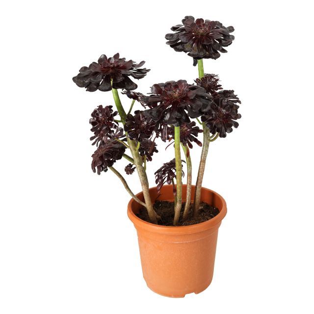 Aeonium