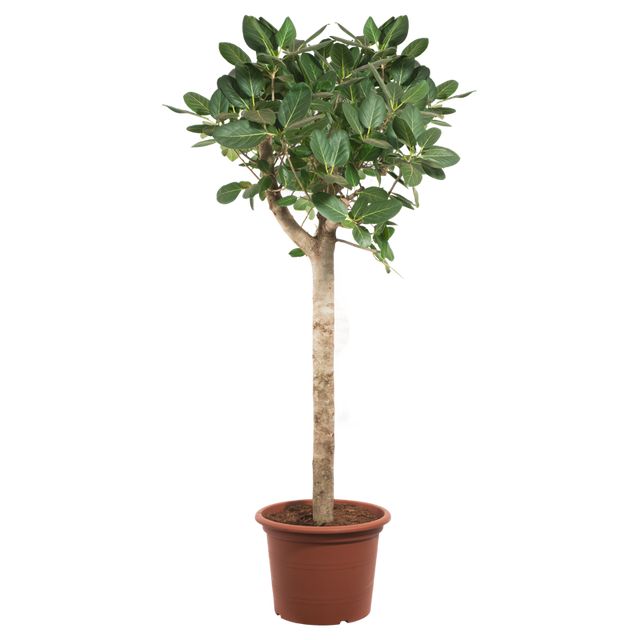 Ficus Benghalensis 'Audrey' Forgrenet