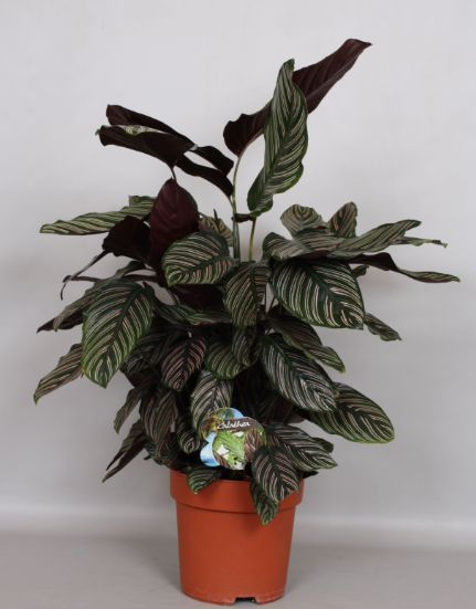 Calathea Ornata