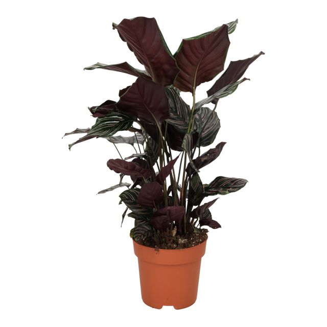 Calathea Ornata
