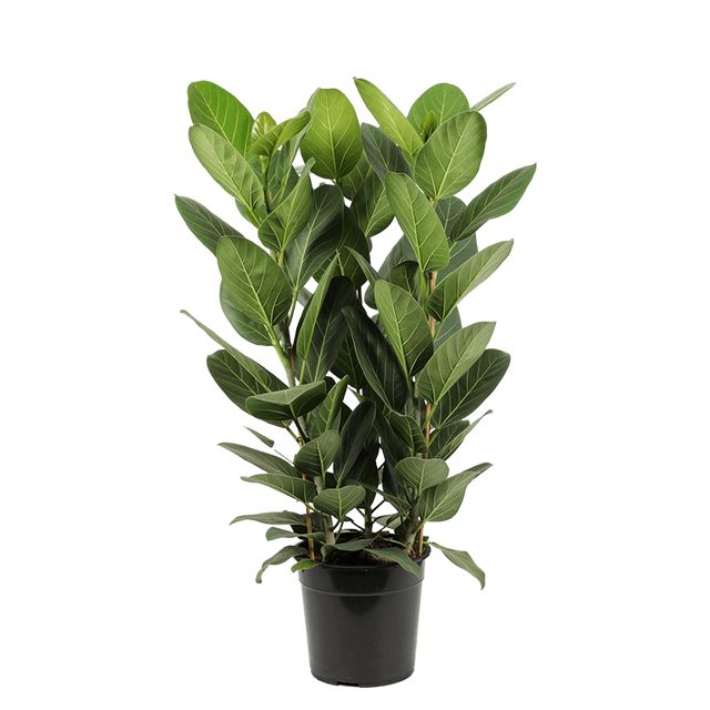 Ficus Benghalensis Audrey 3 Pp