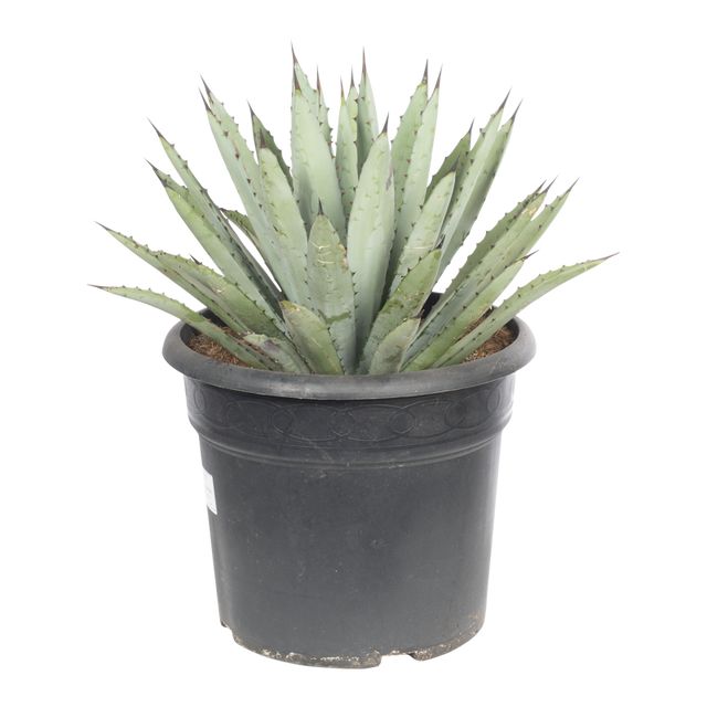 Agave Macrocantha Ø30 H