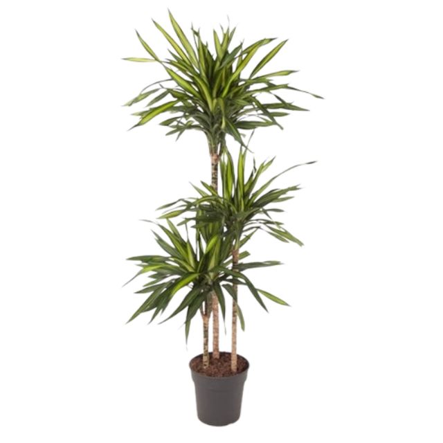 Dracaena Rikii 3Pp
