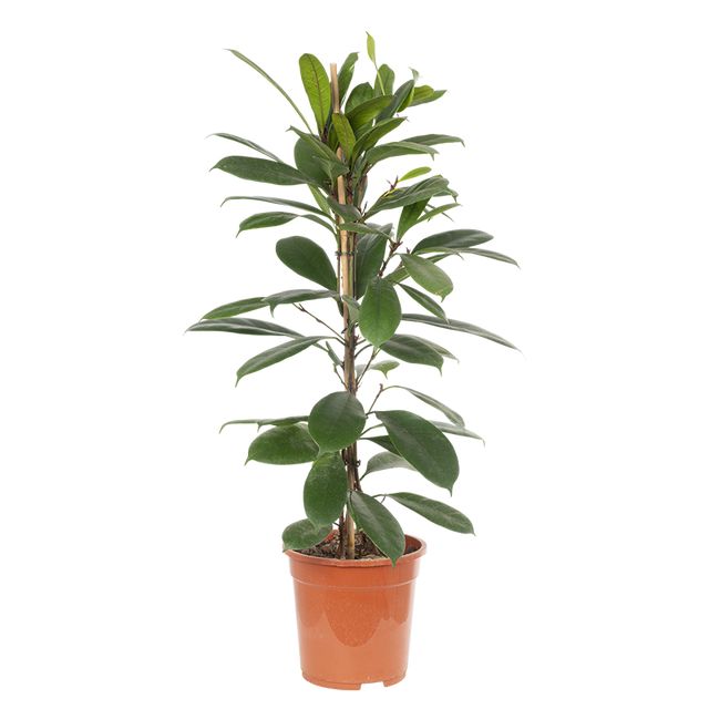 Ficus Cyathistipula 1Pp