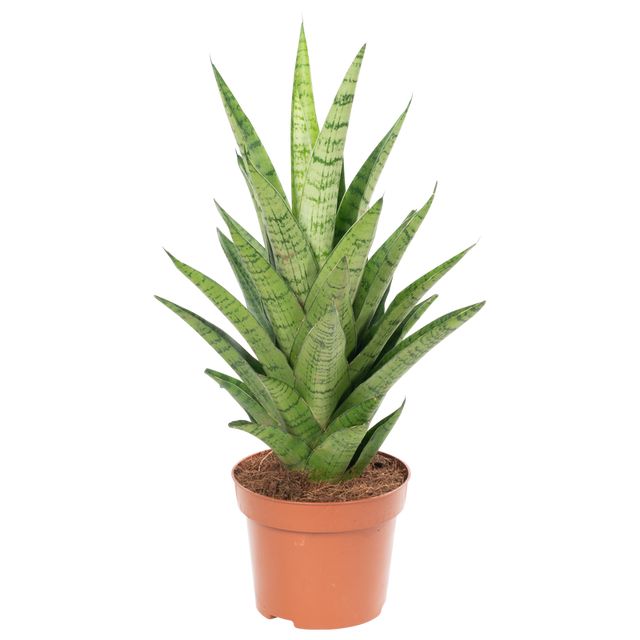 Sansevieria Tough Lady Ø12 H40