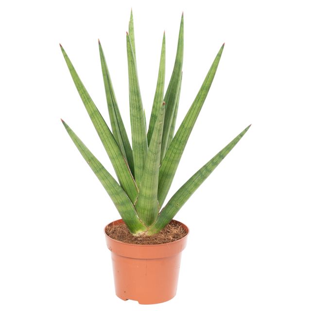 Sansevieria Tough Guy Ø12 H40