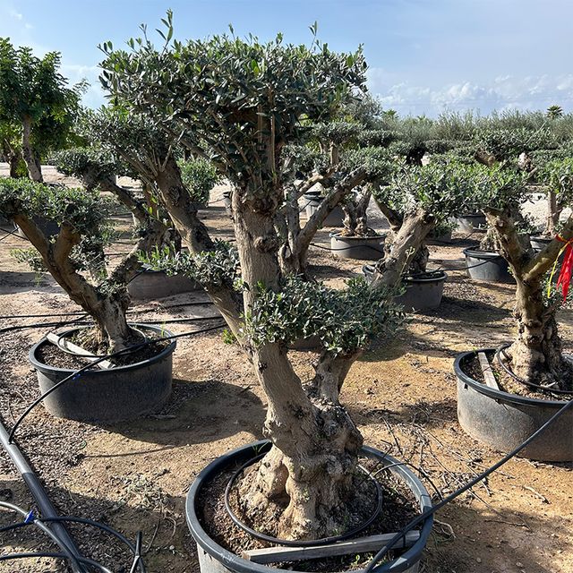 Olea Europaea Pon Pon. Ekstra Ø85 H200