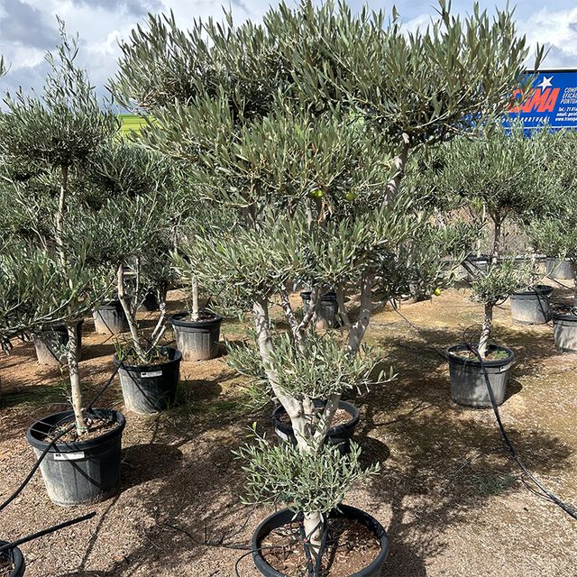 Olea Europaea Pon Pon
