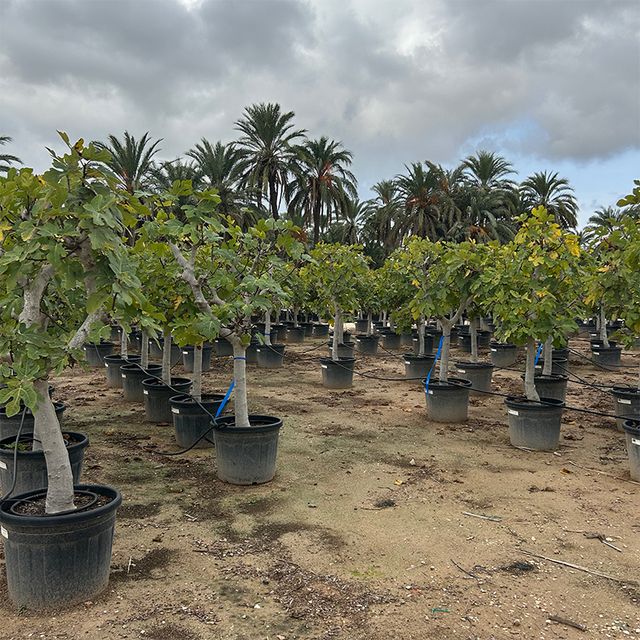 Ficus Carica opst. Forgr. Ø55 H200