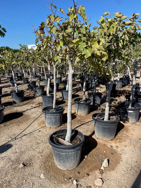 Ficus Carica opst. Ø45 H200