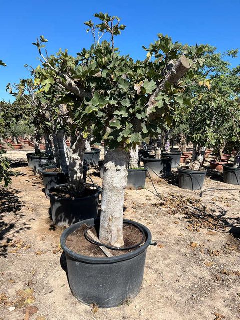 Ficus Carica opst. Kraftig stam Ø100 H250/280