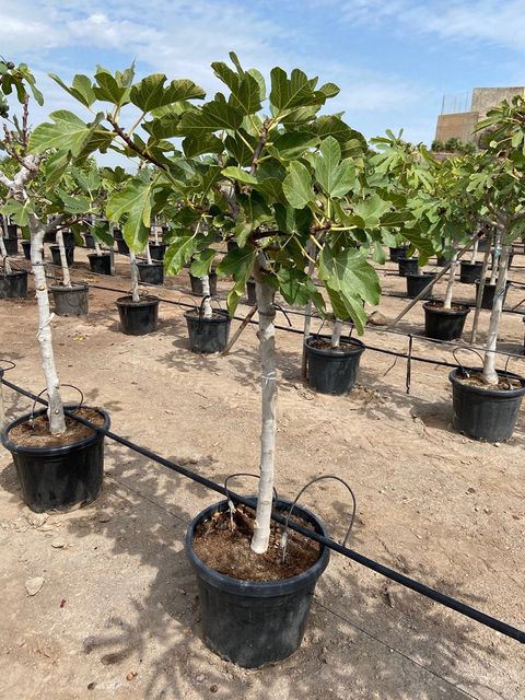 Ficus Carica opst. Ø40 H170