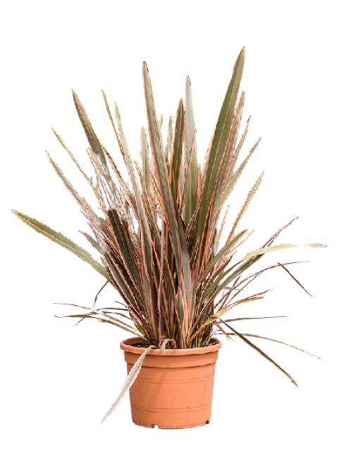 Græs, Phormium Tenax Mix farver Ø19