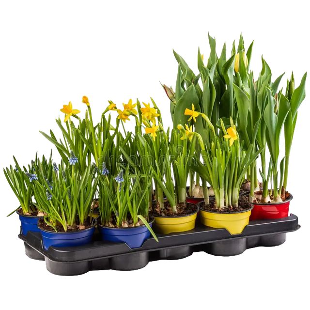 Helt Naturligt Løg Mix 10 stk.