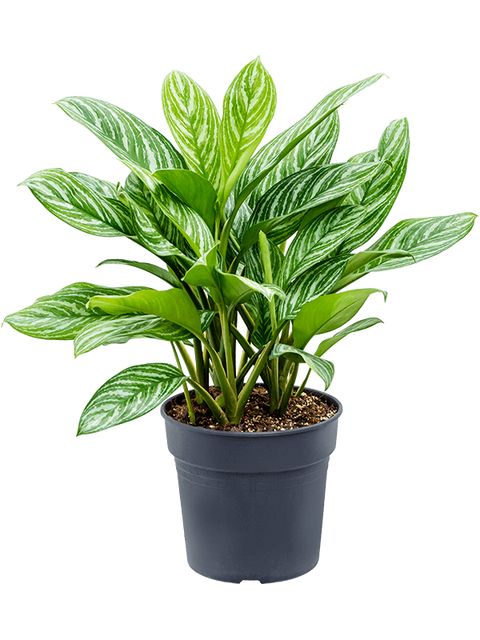 Aglaonema Stripes