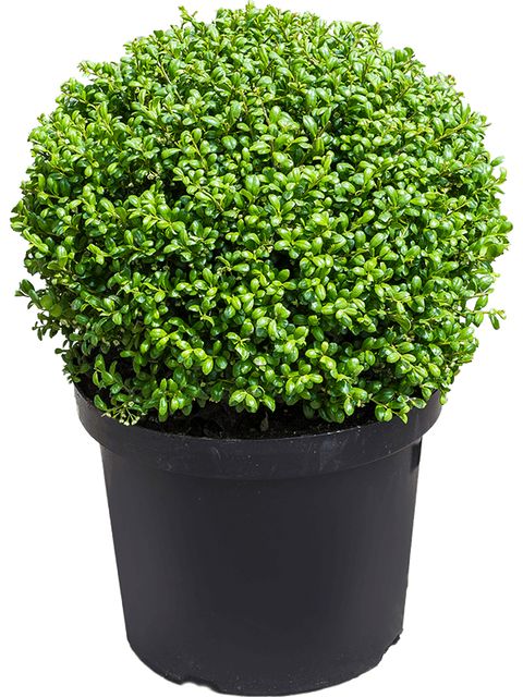 Ilex Crenata,Kugle Ø70