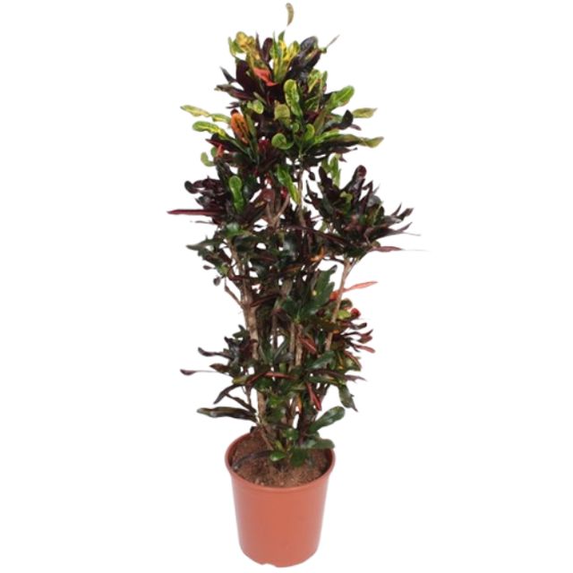 Codiaeum Var. Mammi Ø40 H170