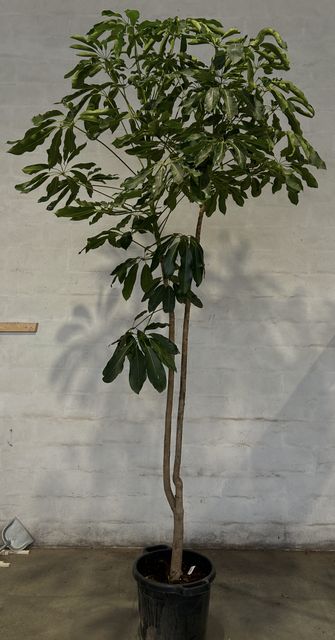 Schefflera Amate Opst.