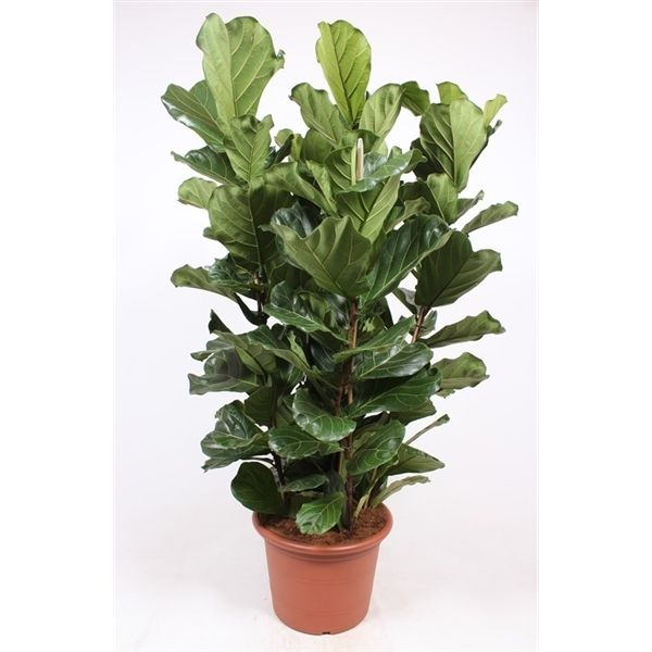 Ficus Lyrata Bambino 3 Pp. Ø35 H160