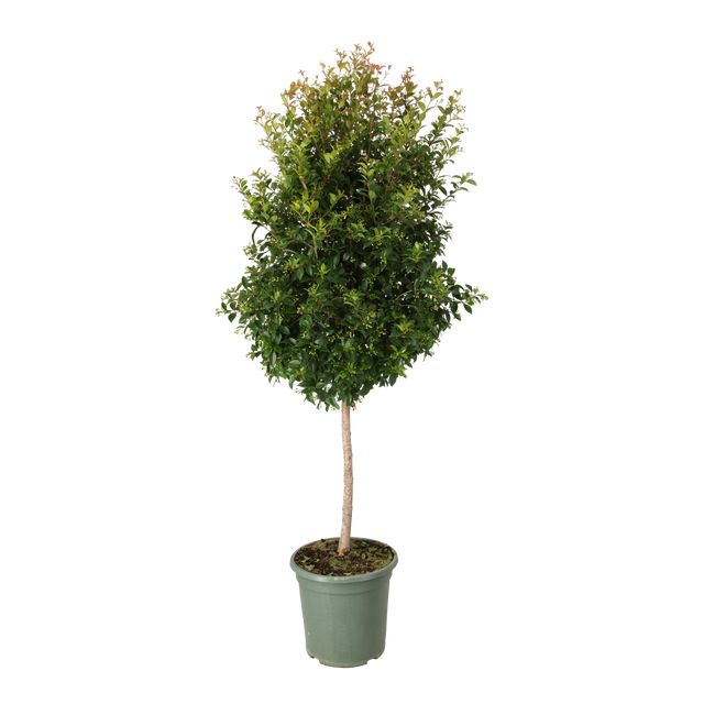 Eugenia Myrtifolia Opst. Ø32 H150