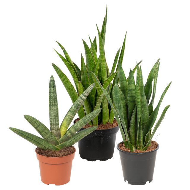 Sansevieria Mix