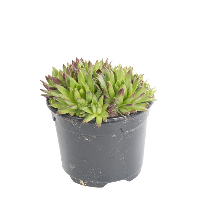 Sempervivum Mix