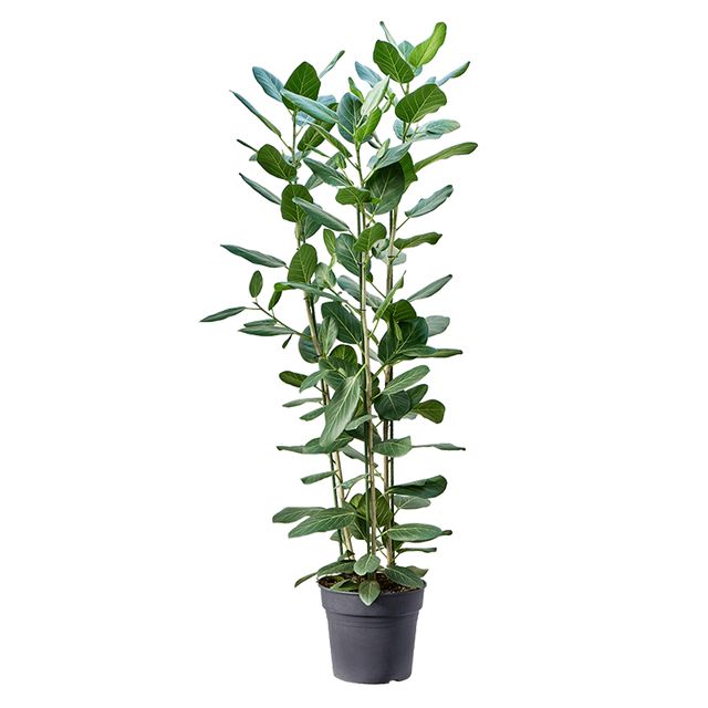 Ficus Benghalensis Audrey 3Pp Ø40 H180