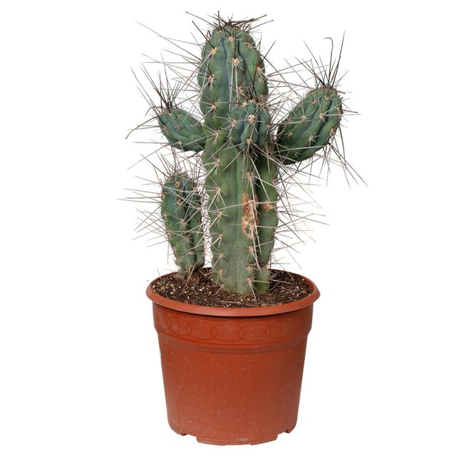 Cactus Stetsonia Coryne Ø25 H70
