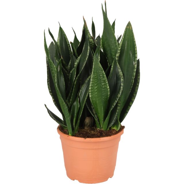 Sansevieria Silver Flame
