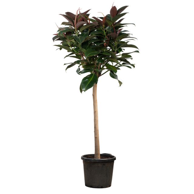 Ficus Elastica 'Melany'