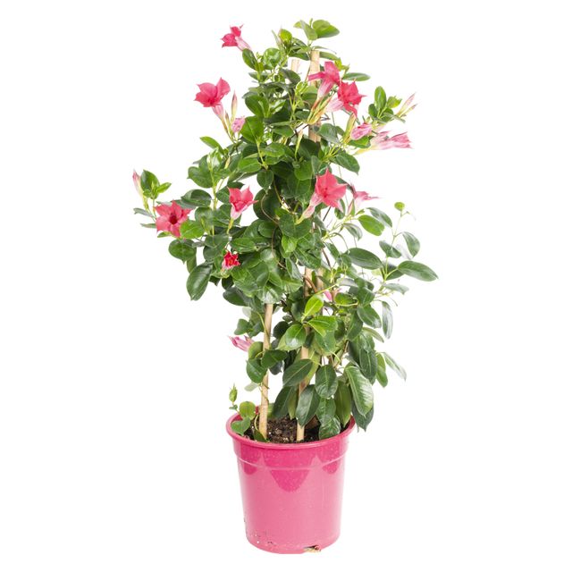 Diphladenia Sundaville Pyramide