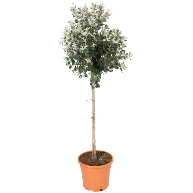 Ceratonia Siliqua opst. Ø35 H130