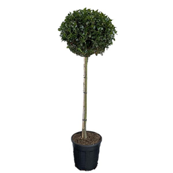 Ilex meserveae Blue Maid Opst. Ø28 H120